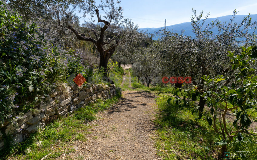 Green Luxury tra le Colline di Albanella-Rif. 100325