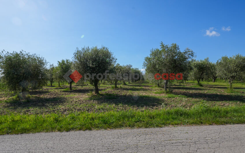 Due Gioielli Della Terra Cilentana-Rif.060525
