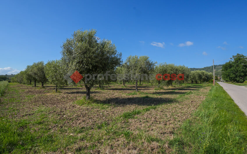 Due Gioielli Della Terra Cilentana-Rif.060525
