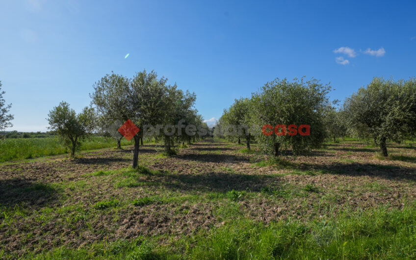 Due Gioielli Della Terra Cilentana-Rif.060525
