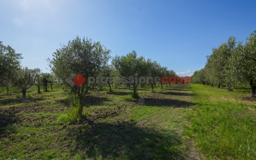 Due Gioielli Della Terra Cilentana-Rif.060525