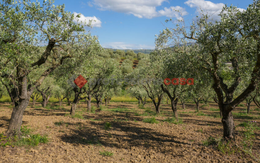Due Gioielli Della Terra Cilentana-Rif.060525