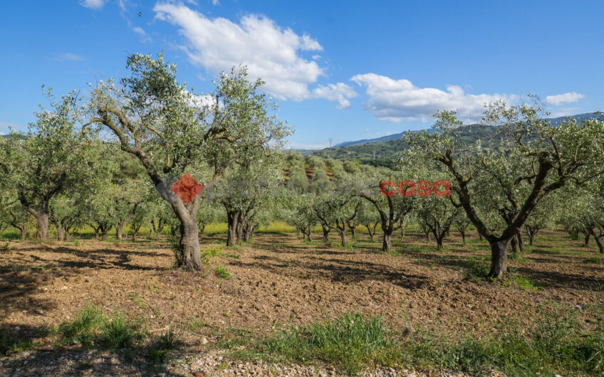 Due Gioielli Della Terra Cilentana-Rif.060525