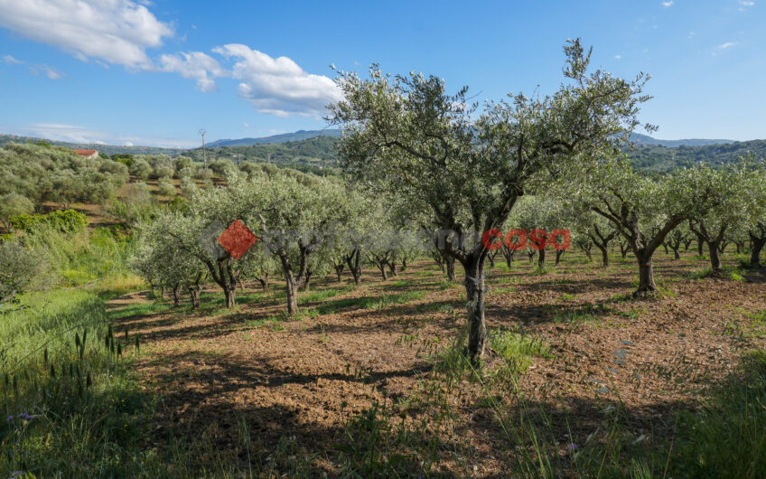 Due Gioielli Della Terra Cilentana-Rif.060525