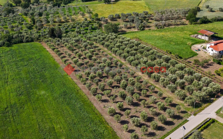 Due Gioielli Della Terra Cilentana-Rif.060525