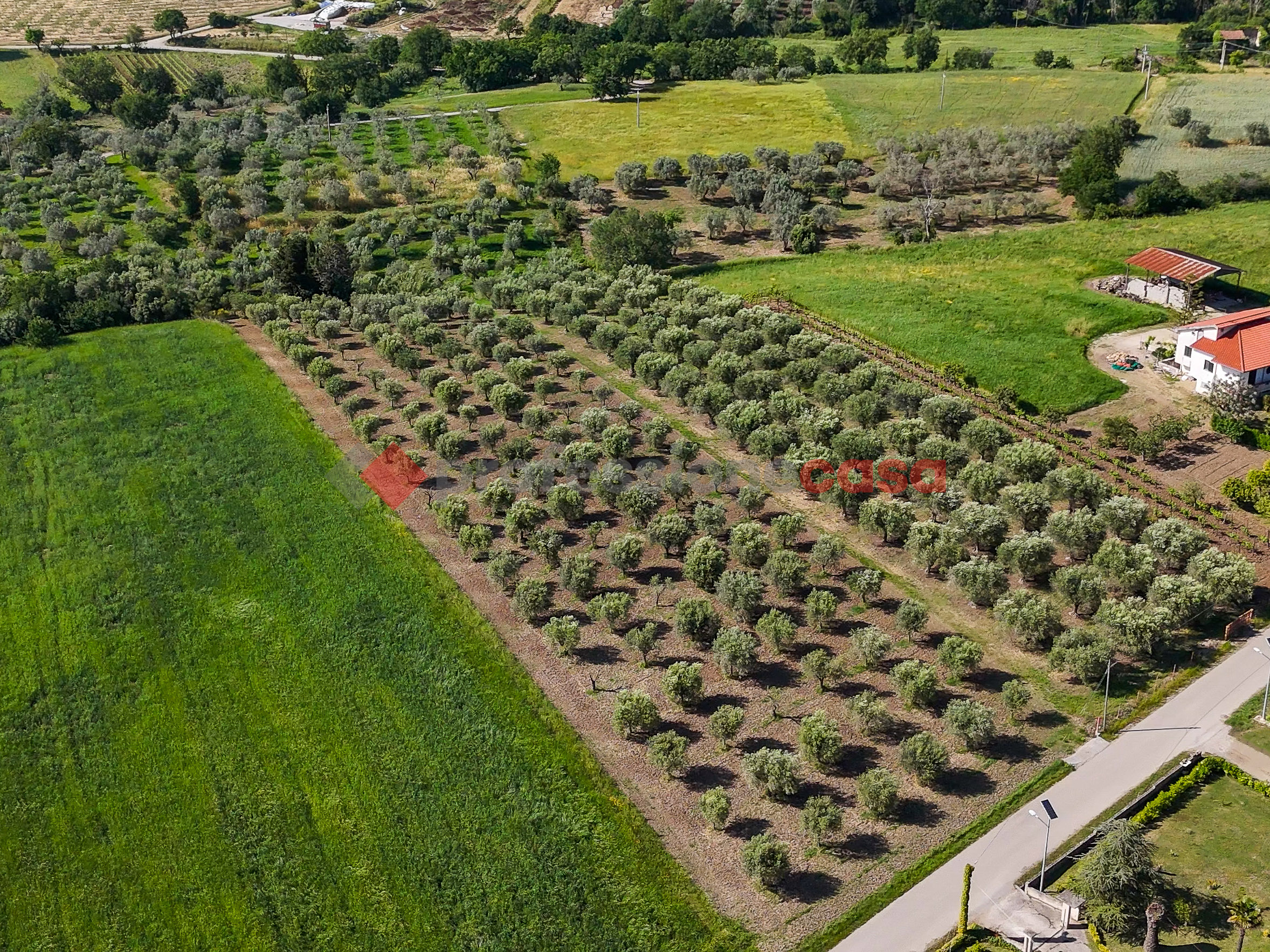 Uliveto Nella Campagna Cilentana-Rif.060525A